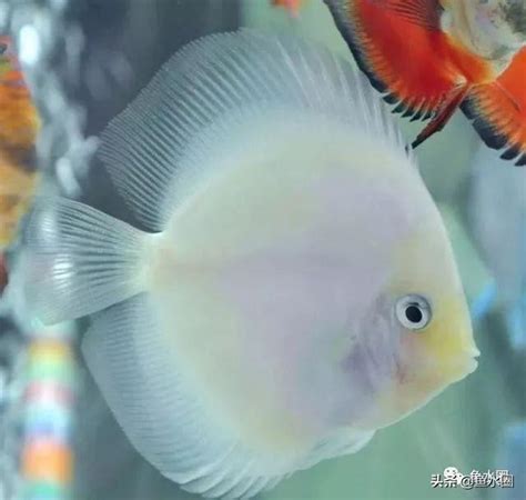 風水七彩神仙魚